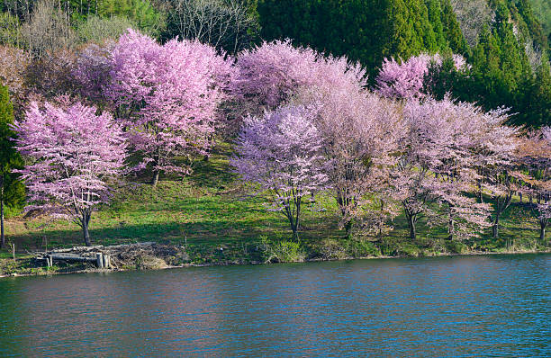 istock Cherry blossoms in Omachi, Nagano, Japan 471525110