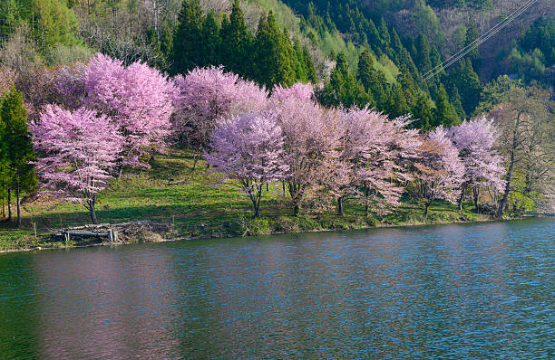 istock Cherry blossoms in Omachi, Nagano, Japan 471525114