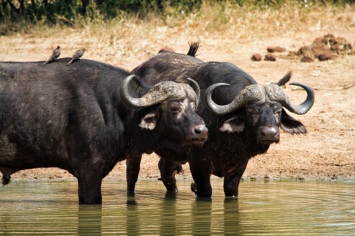 Buffalo standing in watering hole in Kruger National Park, South Africa