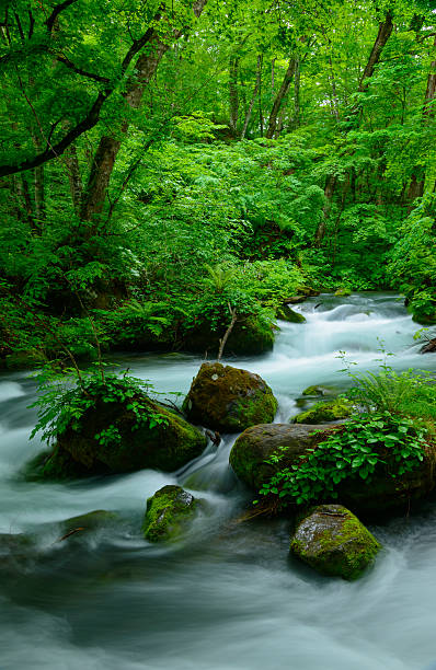 istock Oirase gorge in Aomori, Japan 471525470