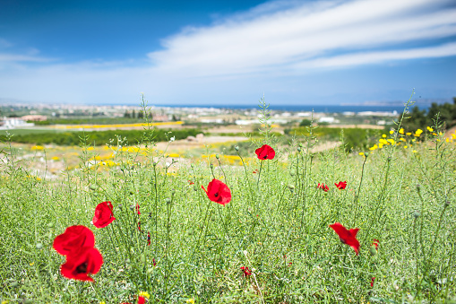 Red poppies with sea and blue sky in background. Greece