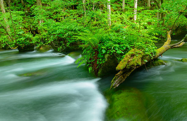 istock Oirase gorge in Aomori, Japan 471525608