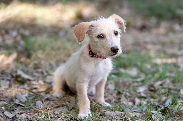 istock Puppy Love Cute Closeup 471525920