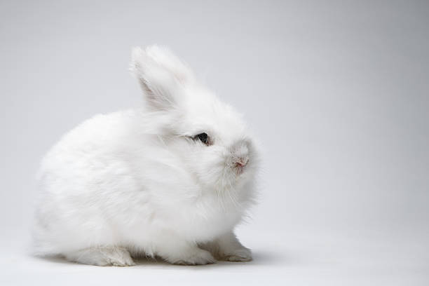 istock Video of white rabbit on blue screen 471525966