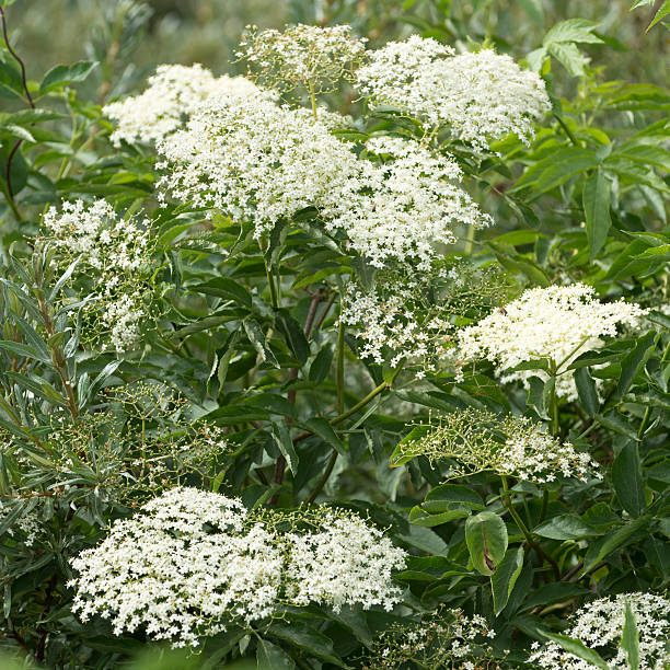 istock elderberry, elder Sambucus nigra 471525992