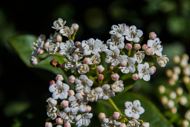 istock Typical image of spring, with freshly sprouted flowers 471526490