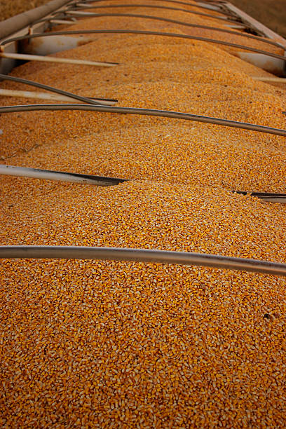 istock Corn Harvest Semi Truck 471526544