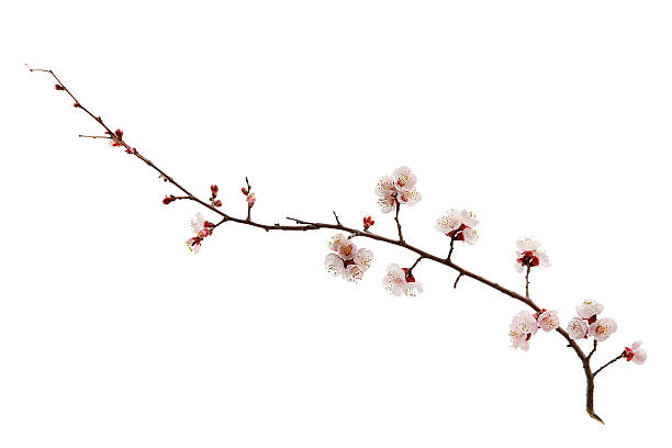 Peach blossom stock photo