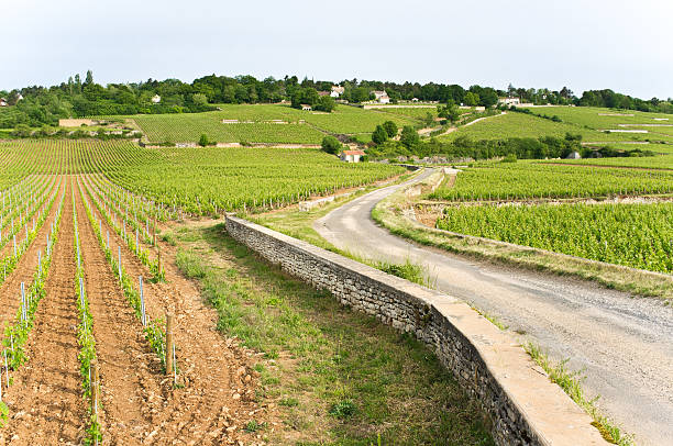 istock Country Road in Burgundy 471526700