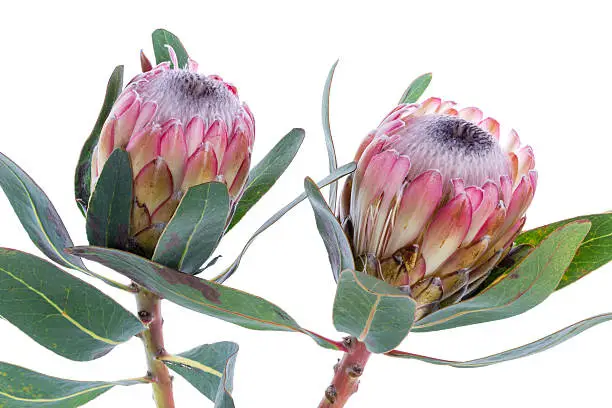 Two Purple Protea flower on a white background