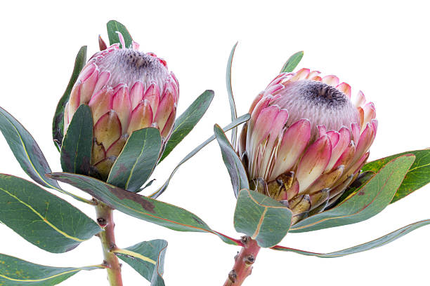 dois prótea flor em um fundo branco - sugarbush imagens e fotografias de stock