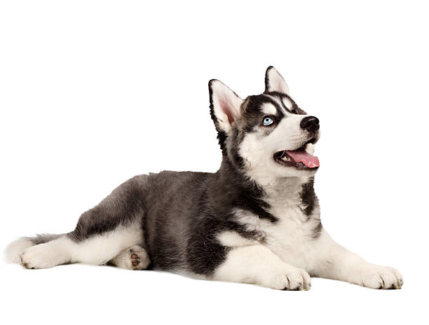 istock Siberian Husky Puppy on White 471526816
