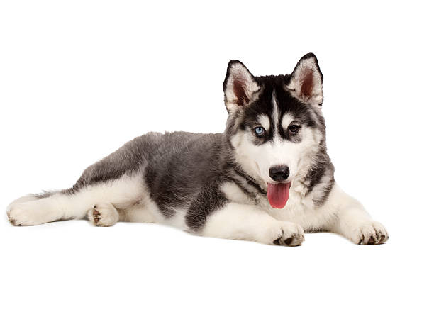 istock Siberian Husky Puppy on White 471526818