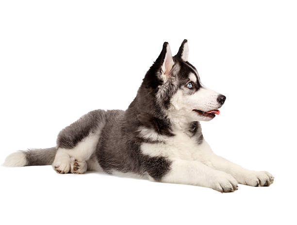 istock Siberian Husky Puppy on White 471526820