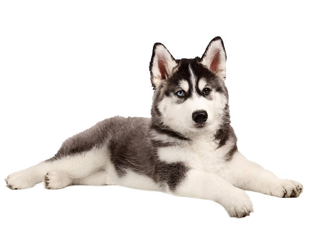 istock Siberian Husky Puppy on White 471526822
