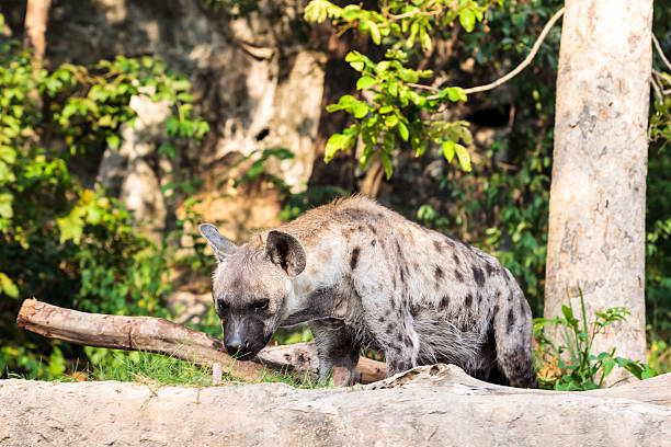 istock hyena in the zoo 471527033