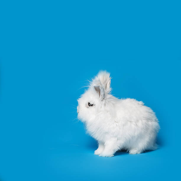 istock Video of white rabbit on blue screen 471529094