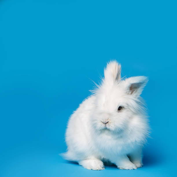 istock Video of white rabbit on blue screen 471529108