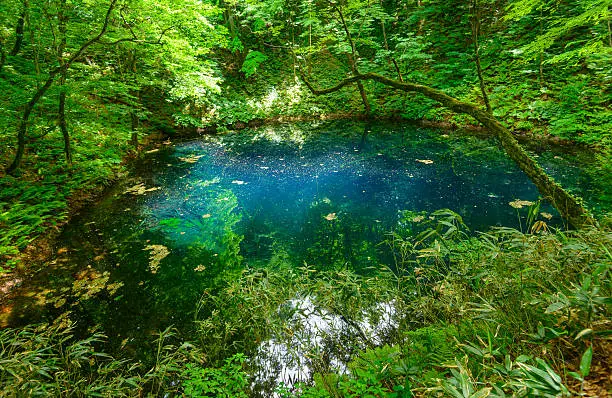 Blue Pond in Shirakami-Sanchi in Aomori, Japan