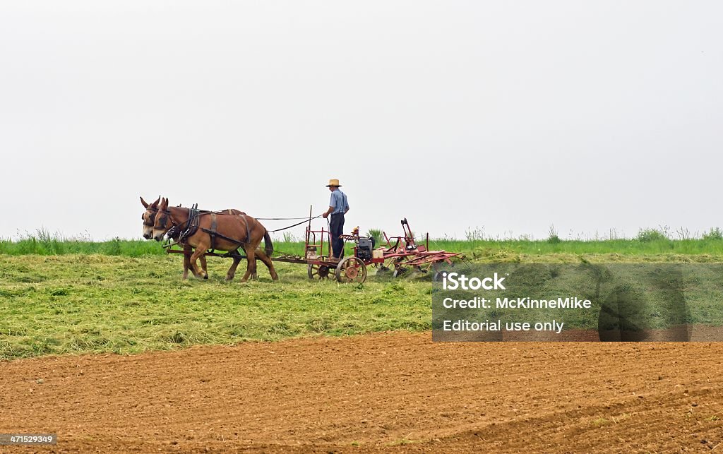 De Hay - Foto de stock de Agricultura royalty-free