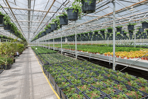 Dutch Garden center selling plants in a greenhouse