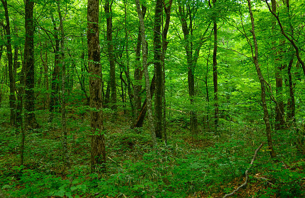 Low angle view of trees in forest