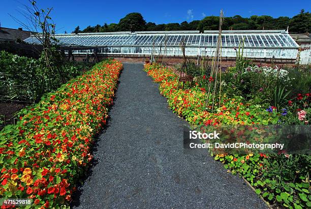 Pathway Of Flowers Stock Photo - Download Image Now - 2015, Cultivated Land, Flower