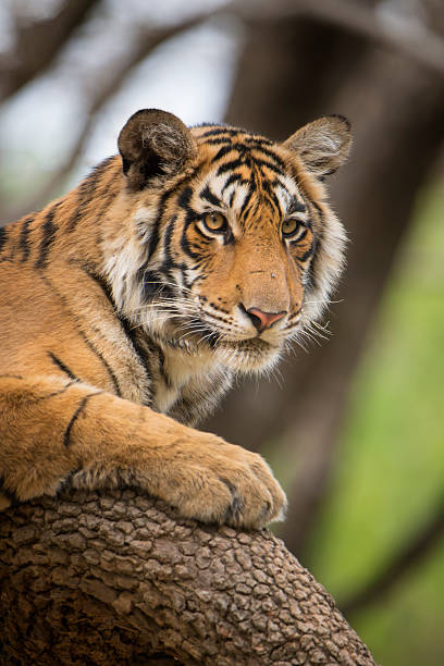 istock Bengal tiger (Panthera tigris tigris) on a tree, wildlife shot 471529998