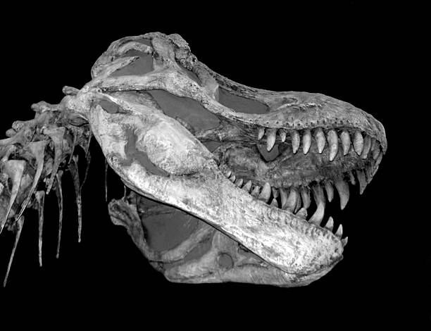 istock Tyrannosaurus Rex Skull 471531469