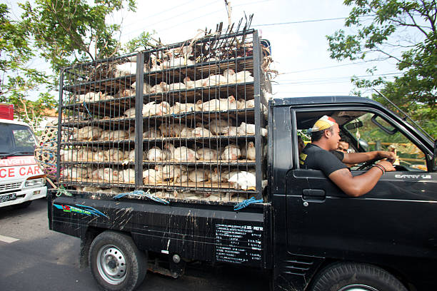 Chicken transport Bali, Indonesia - January 28, 2012: Chicken transport by pickup on January 28, 2012 in Bali, Indonesia. Almost 85% of poultry in Indonesia is sold as live birds at the traditional markets, as opposed to ready packed. battery hen stock pictures, royalty-free photos & images