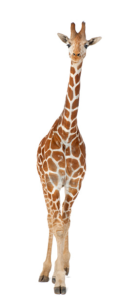 Conocido comúnmente como jirafa reticulada, Giraffa camelopardalis photo