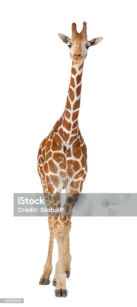 commonly known as Reticulated Giraffe, Giraffa camelopardalis Somali Giraffe, commonly known as Reticulated Giraffe, Giraffa camelopardalis reticulata, 2 and a half years old standing against white background Giraffe Stock Photo