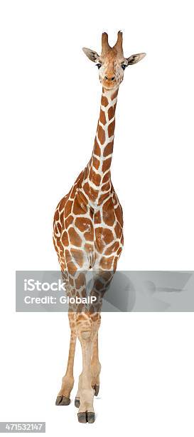 Commonly Known As Reticulated Giraffe Giraffa Camelopardalis Stock Photo - Download Image Now