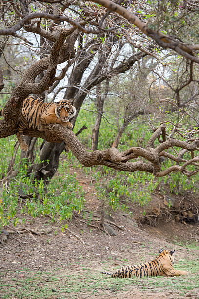 istock Bengal tigers (Panthera tigris tigris) on a tree, wildlife shot 471532254