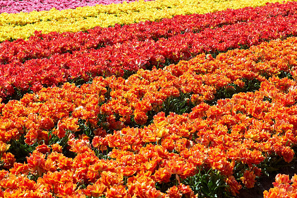 background of tulips field different colors in Holland stock photo