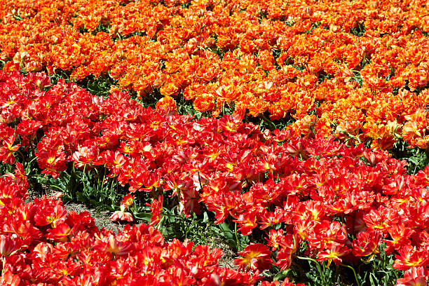background of tulips field different colors in Holland stock photo
