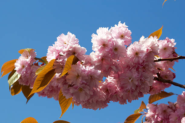 Blooming tree in spring with pink flowers stock photo