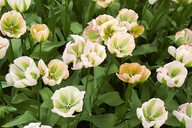 white Tulips in Keukenhof Flower Garden stock photo