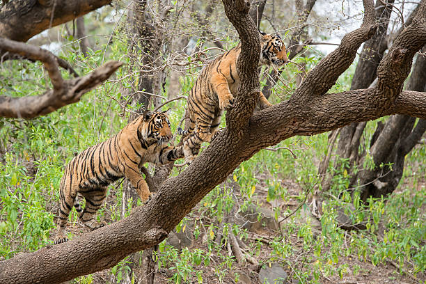 istock Bengal tigers (Panthera tigris tigris) on a tree, wildlife shot 471532344