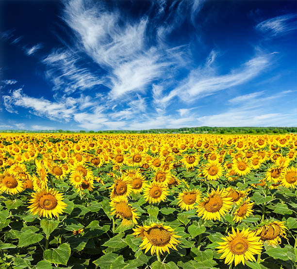 istock Sunflower field and blue sky 471532494