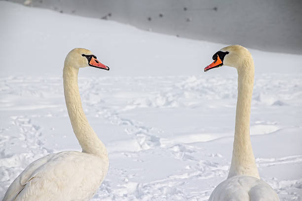 istock Mute Swans In love 471533111