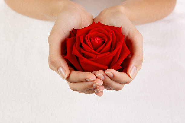 istock Beautiful woman hands with red rose 471533595