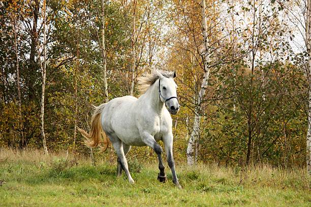 istock White horse galloping free in autumn 471534638