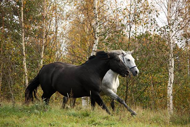 istock Black and white horse galloping 471534644