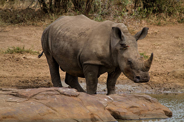 White Rhino in Kruger National Park stock photo