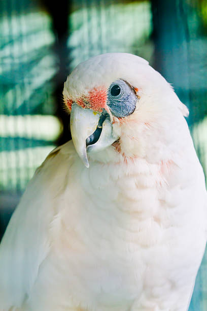 istock White cockatoo with blue eye sockets 471537353