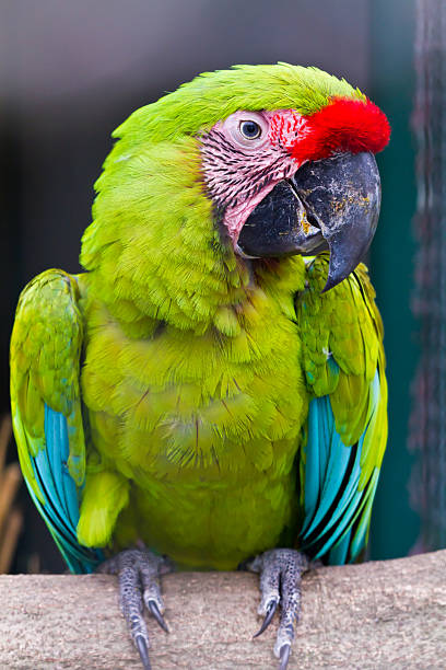 Colorful Military macaw parrot standing on perch