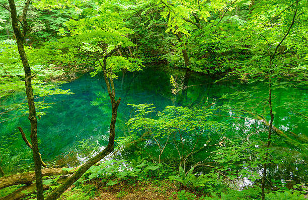 istock Shirakami-Sanchi in Aomori, Japan 471537420