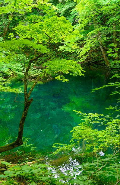 One of the Twelve Lakes in Shirakami-Sanchi in Aomori, Japan