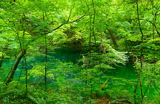 One of the Twelve Lakes in Shirakami-Sanchi in Aomori, Japan